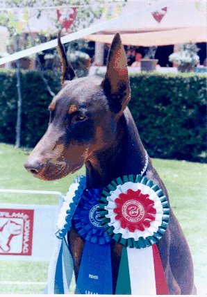 Other price as BIS in an obedience dog show