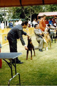 Best Dobe Puppy 2