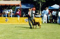 Jimmo dog show