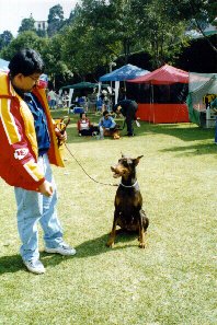 Lady watching Jimmy in a dog show