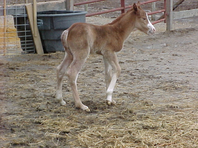 alone in paddock.JPG (24657 bytes)