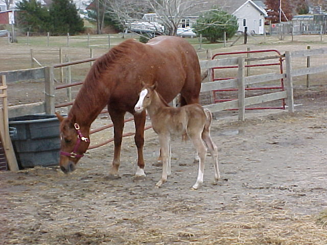 pasture4.JPG (24657 bytes)