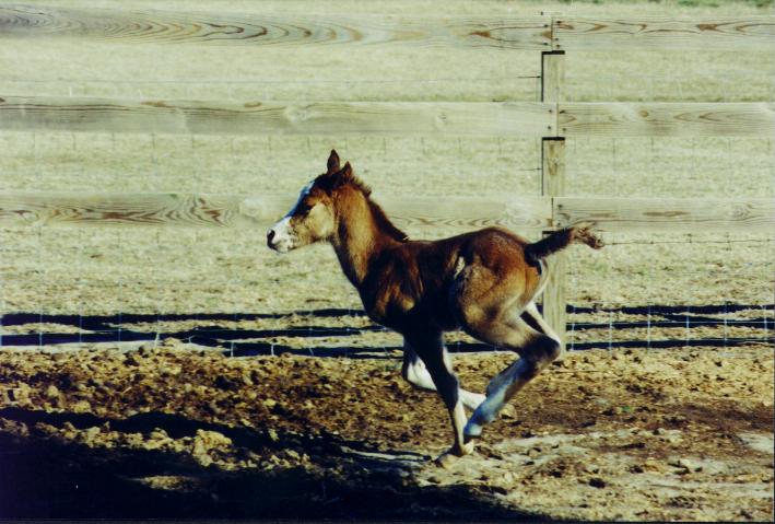 Sara Running In Paddock.jpg (24657 bytes)