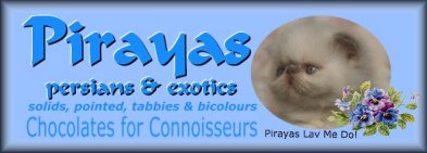 Pirayas - persians & exotics