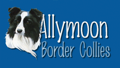 Allymoon Border Collies