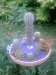 Our cacti garden