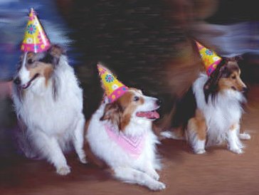 party dogs