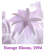 [BORAGE]