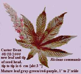 castor bean