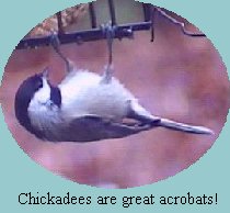 Chickadee