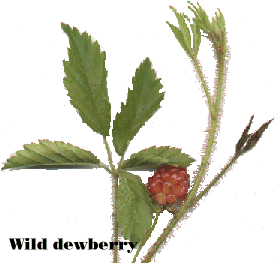 [dewberries]