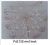 [Dill head]