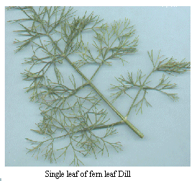 [Dill leaf]