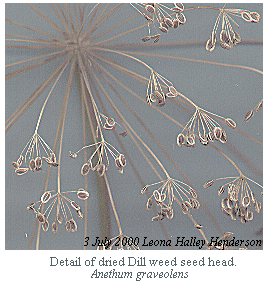 [Dill seed]