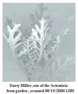 dusty miller