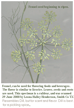 [fennel seed]