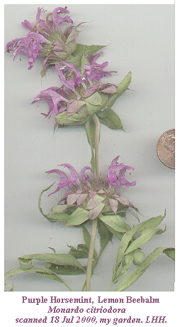 [Monarda]