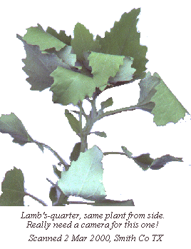 [lambs-quarter]