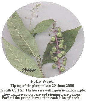 Pokeweed