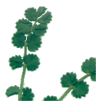 salad burnet