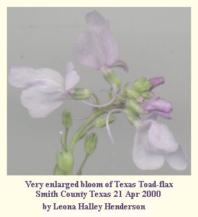 [toad flax]