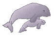 manatee and baby