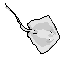 sting ray