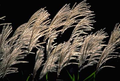 pampas grass