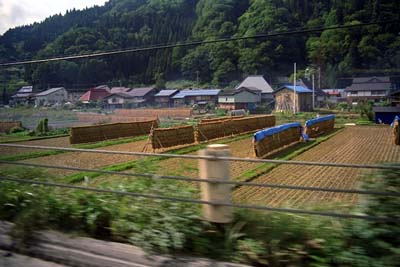 a rice field