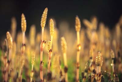 horsetail