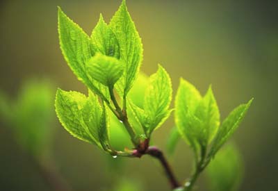 young leaves