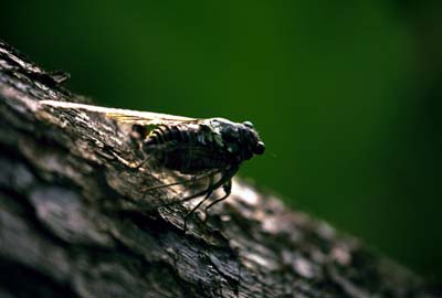 cicada / locust