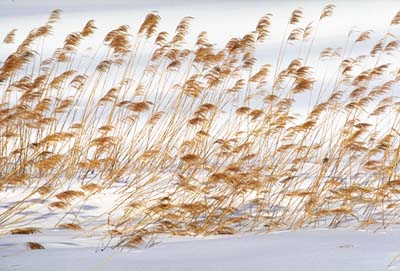 pampas grass in the snow