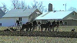 Amish Plowing