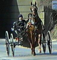 Amish Courting Buggy