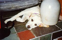 Sadie under woodstove