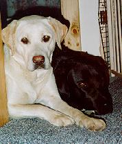 Dogs on Stoop