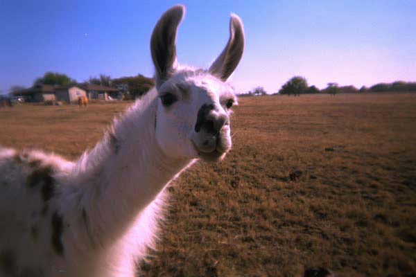 lama picture