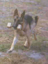 Rambo carrying the dumbbell - Age 10mths