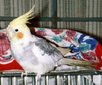 picture of a cute little yellow and grey cockatiel