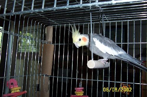 Swinging Single cockatiel named Tookie?