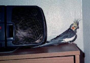 picture of a cute little grey cockatiel sitting by a boombox