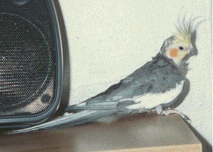 Cute little grey cockatiel on a dreser.