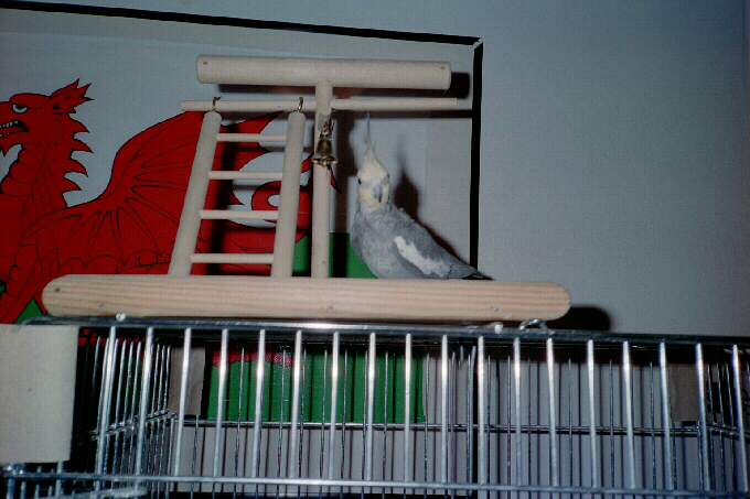 Tookie on top of his cage beside a picture of a dragon