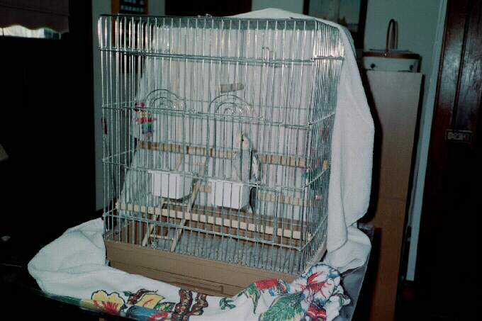 Tookiebird in his cage.