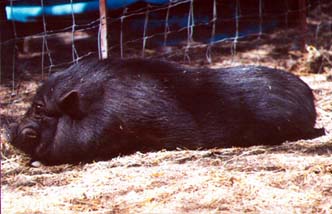 Male Pig