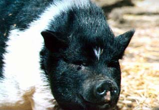 Female Pig