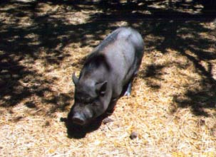 Male Pig