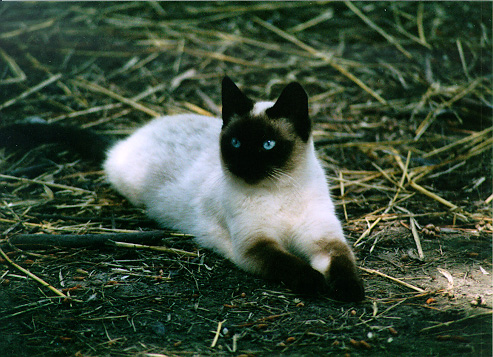 Siamese cat