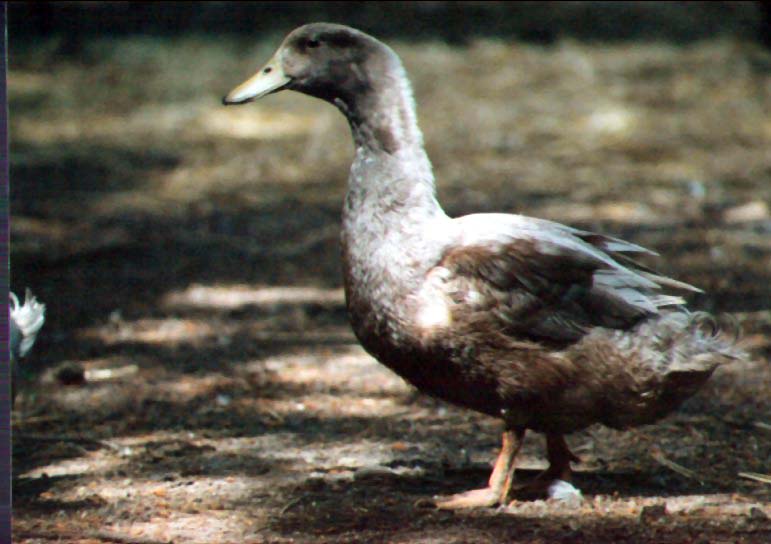 Male Buff Duck